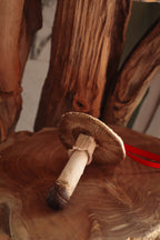 Grande suspension amanite