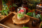 Mini-cloche aux amanites « Écrin de forêt »